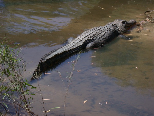 Crocodile (Bardedjilidji Sandstone Walk)
